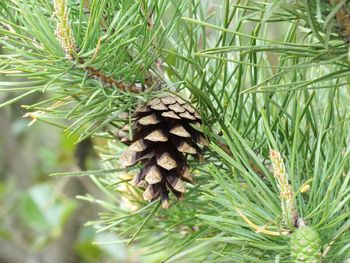 Close-up of pine tree