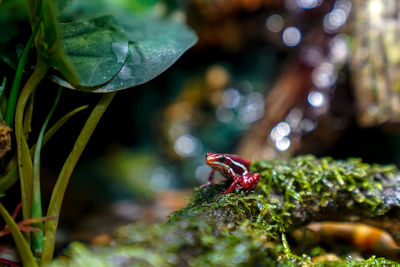 Close-up of a lizard on leaf