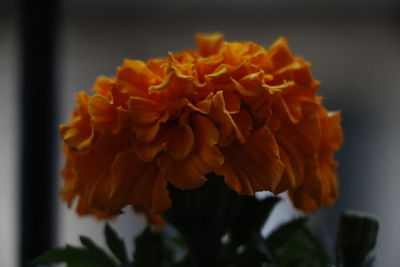 Close-up of flowers blooming outdoors