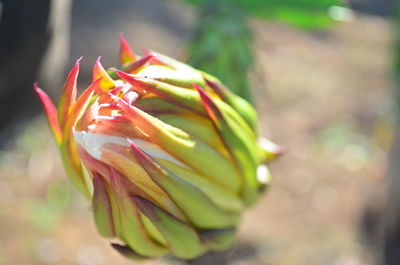 Close-up of red flowering plant