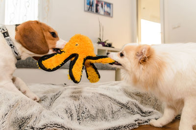 Dogs relaxing on bed at home