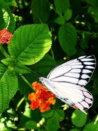 Close-up of butterfly on flower