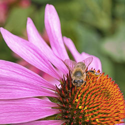 Close-up of bee pollinating on pink flower