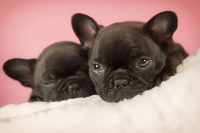 Portrait of puppy against gray background