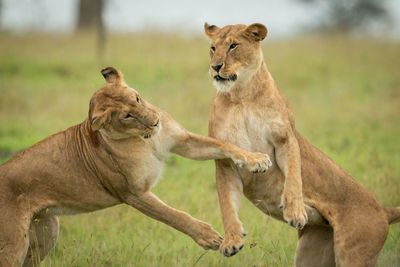 Close-up of two lionesses on hind legs
