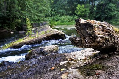 Scenic view of rocks in forest