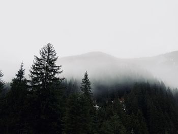 Pine trees in forest against sky during winter