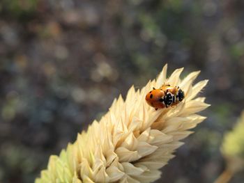 Close-up of insect on flower