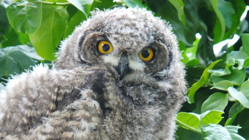 Close-up of owl