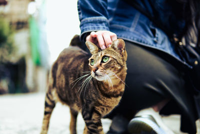 Close-up of hand holding cat