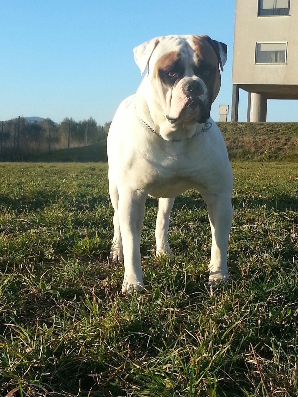 one animal, animal themes, domestic animals, pets, grass, dog, mammal, field, grassy, full length, standing, white color, no people, sunlight, day, nature, green color, outdoors, sky, growth