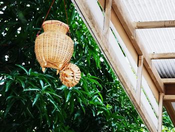 Low angle view of plants hanging on roof