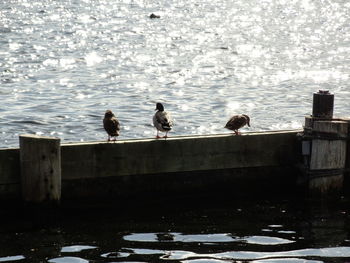 Bird perching on pier