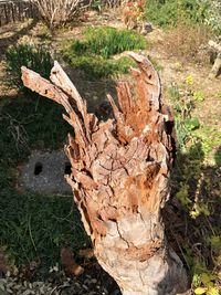 High angle view of tree stump on field