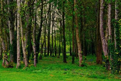 Trees in forest