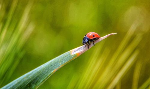 Close-up of insect on leaf