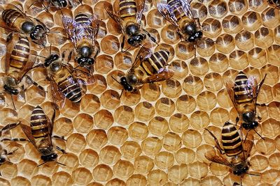 A group of bee on nest