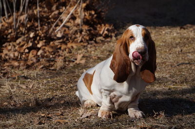 Portrait of dog sitting on field