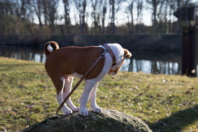 Dog standing on rock