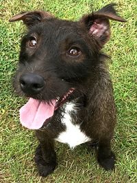 Close-up portrait of black dog in grass