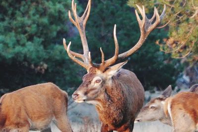 animal