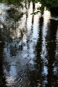 Reflection of trees in river