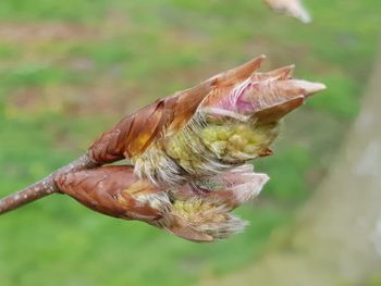 Close-up of flower bud