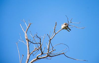 Low angle view of a bird on branch against blue sky