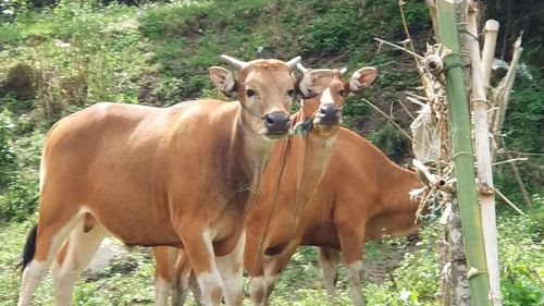 Cows standing on field