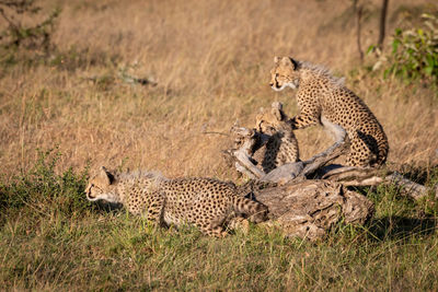 Cheetahs on field in forest