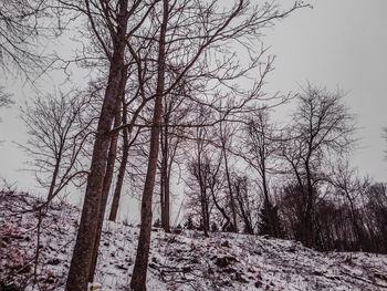 Bare trees in forest during winter