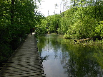 Narrow stream along trees