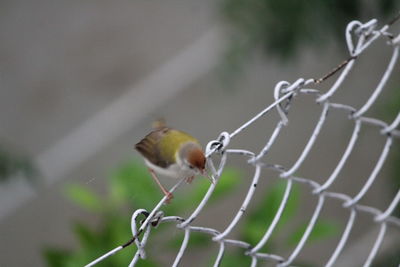 Close-up of bird against blurred background
