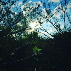 Sun shining through trees