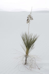 Plant growing on land against sky
