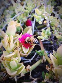 Close-up of bee on flower