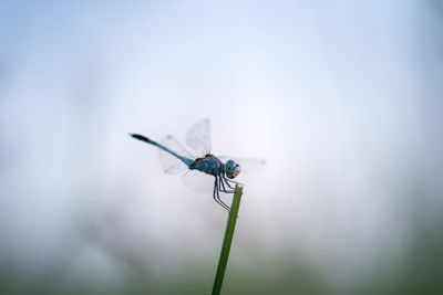 Close-up of blue dragonfly on grass
