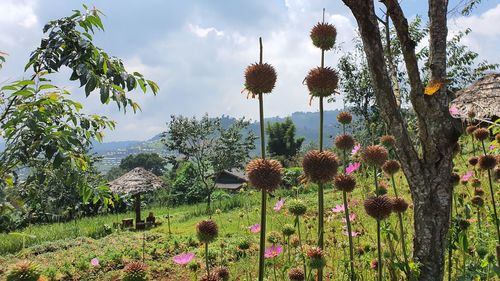 Panoramic view of flowering plants on field against sky