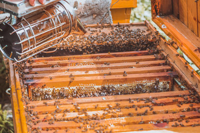 Close up of man using bee smoker in beehive