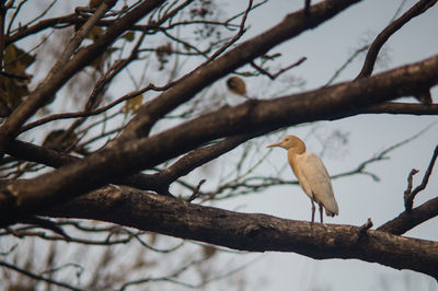 Low angle view of bird perching on tree against sky