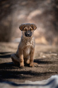 Experienced puppy in nature