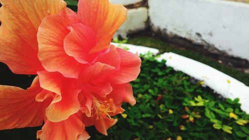 Close-up of red flower