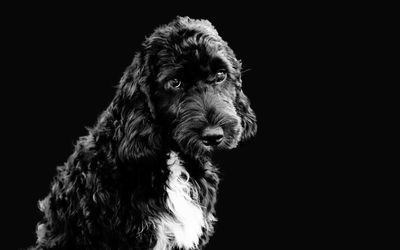 Close-up of dog over black background