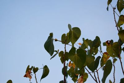 Low angle view of leaves against clear sky