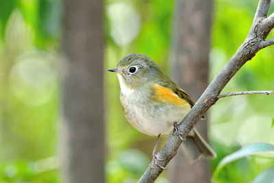 Close-up of bird perching on branch