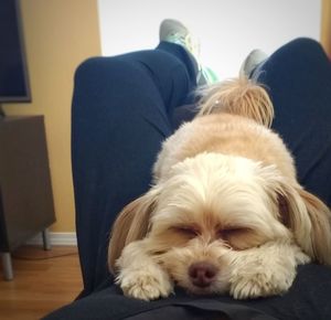 Close-up of dog sitting on sofa at home