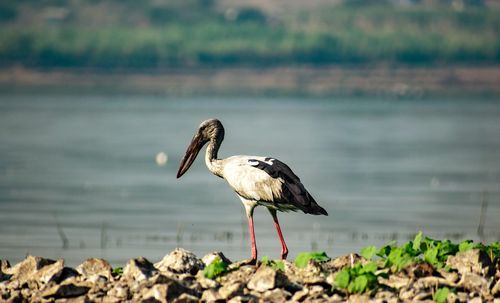 Bird perching on rock