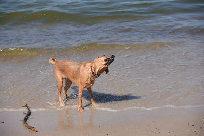 Dog at beach shaking off water
