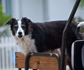 Close-up portrait of dog