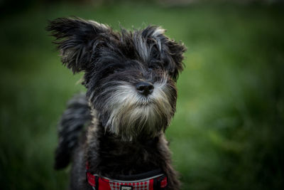 Close-up portrait of dog